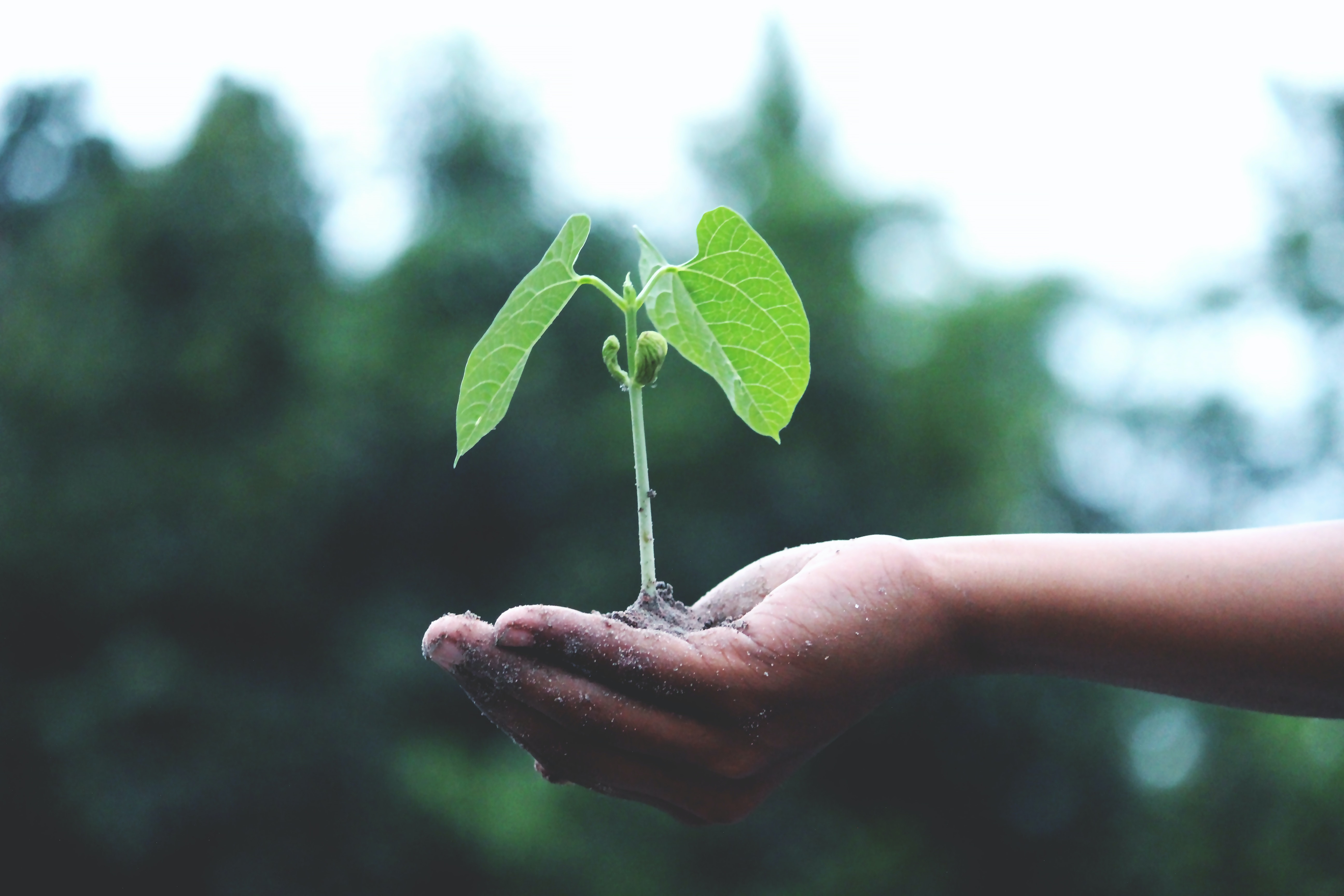 禾立旺生物炭可以改善土壤環境