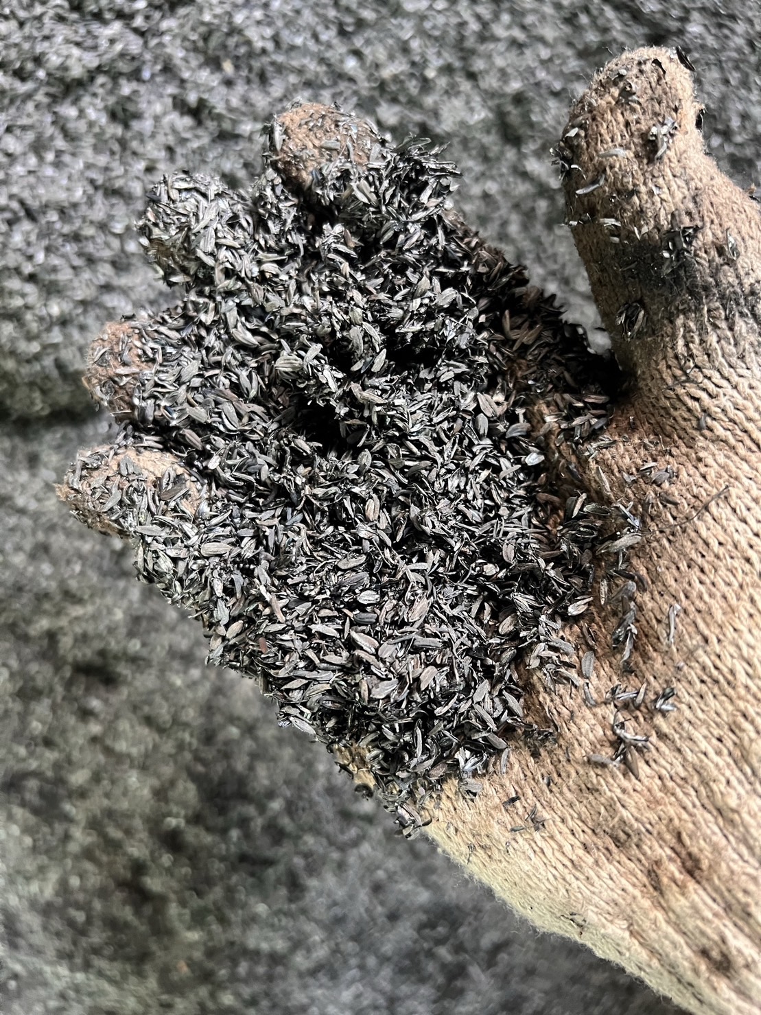 禾立旺生物炭可改善土壤環境，增強植物抗病力